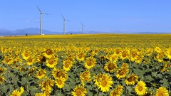 Wind Sunflowers Colorado wind turbines