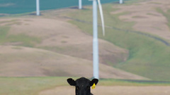 windmill cow