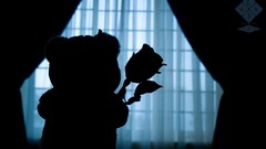 Window teddy bears roses