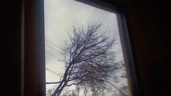 Window window panes Michael Plaster