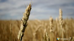 Windows 7 fields spikelets