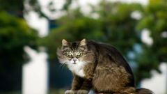 Windows themes Manga Anime