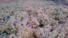 Wine grapes cyprus Xinisteri Cyprus wine Paphos fikardos 
