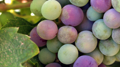 Wine grapes high Baja Resolution