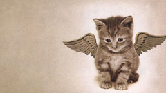 Winged kitten Animals cat