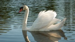 Wings Birds waves Swans