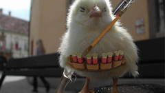 Wings chicken Warriors