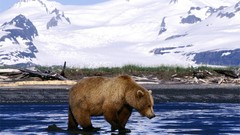 Winter Animals brown bears