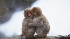 Winter Animals monkeys affection japanese macaque baby animals