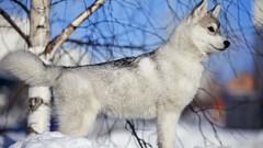 Winter Animals Puppies Dogs Siberian Husky husky