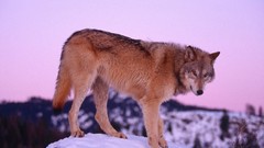 Winter Animals Wolves wild animals Gray Wolf