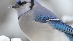 Winter Birds blue jay