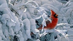 Winter Birds cardinal Northern Cardinal