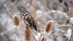 Winter Birds Owls spikelets