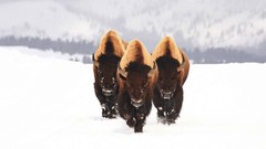 Winter buffalo