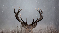 Winter deer