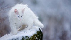 Winter fluffy blue eyes snow-white