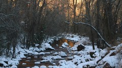 Winter forest creek nature