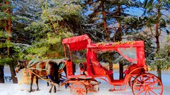 Winter Horses Turkey bolu