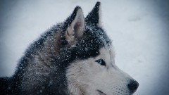 Winter Huskies Siberian Husky