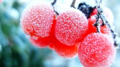 Winter icicles Berries bokeh