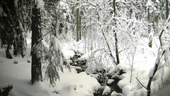 Winter in The harz