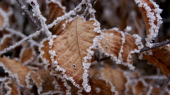 Winter leaves frost