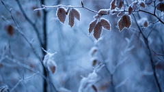 winter leaves ice depth of field frost twigs nature