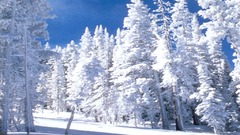 Winter More have any does anybody daybreak 1024x768