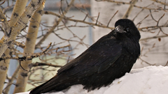 Winter Ravens