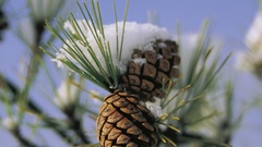Winter scenes snowy pine