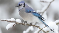 Winter snow Birds blue