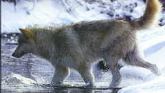 Winter snow cold Frozen