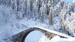 Winter snow forest hillside