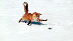 Winter snow hunting mice