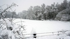 Winter snow nature forest
