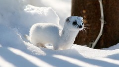 Winter snow outdoors ferret