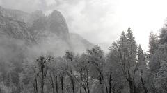 Winter snow Trees forests