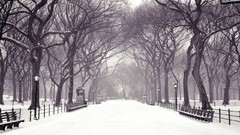 Winter snow Trees forests