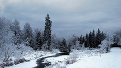 Winter snow Trees forests