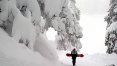 Winter snow Trees snow