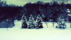 Winter snow Trees snow