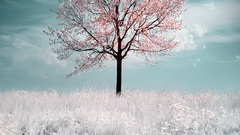 Winter snow Trees white