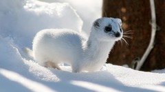 Winter snow white Animals