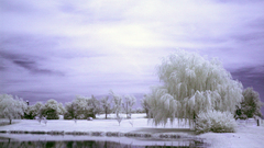 Winter snow willow