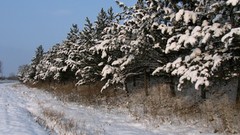 Winter Snowboarding roads fruit trees