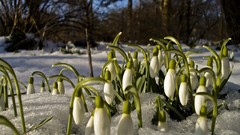 Winter spring snowdrops white flowers winter leaves