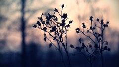 Winter Stoned bit afternoon