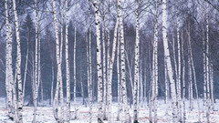 Winter Trees birch nature