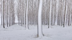 Winter triangles Washington